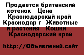 Продается британский котенок › Цена ­ 1 500 - Краснодарский край, Краснодар г. Животные и растения » Кошки   . Краснодарский край